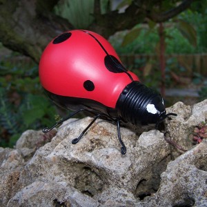 Coccinelle